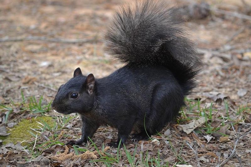 The Dark Gene May Trace Back To Fox Squirrels