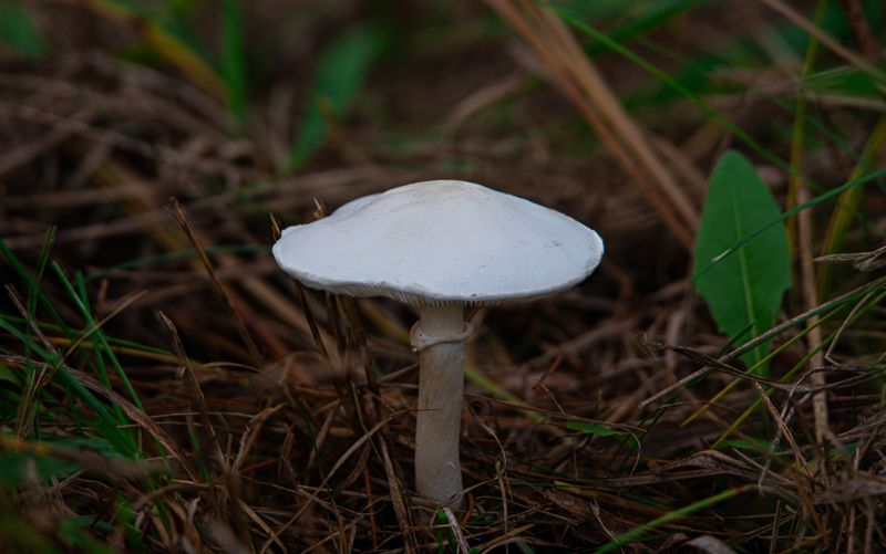 The Destroying Angel Hiding Behind A Snow White Cap