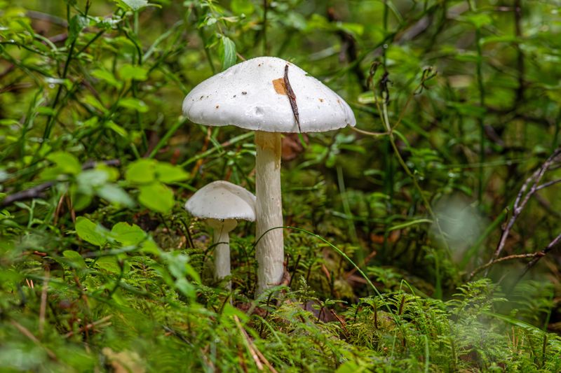 The Destroying Angel With Its Pure White Cap The Destroying Angel With Its Pure White Cap