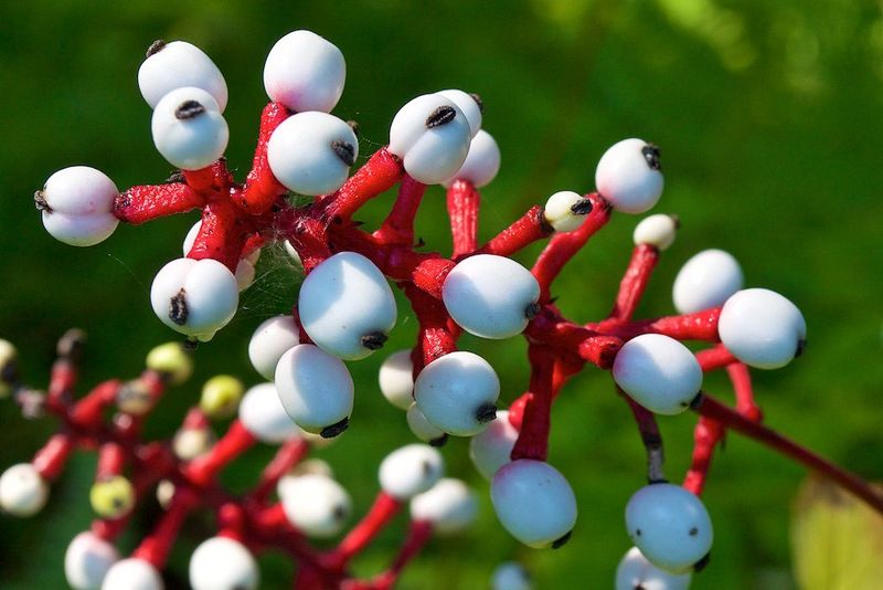 The Doll's Eyes Plant