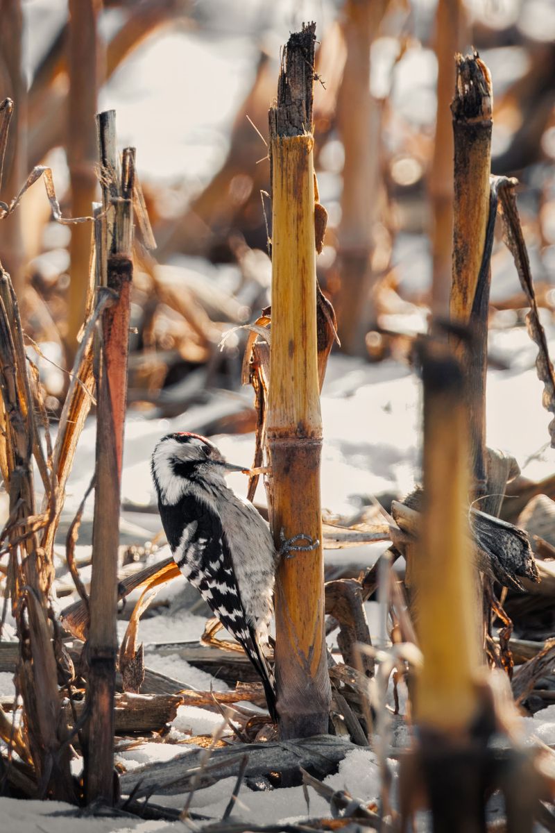 The Downy Woodpecker And Chickadee Winter Buffet