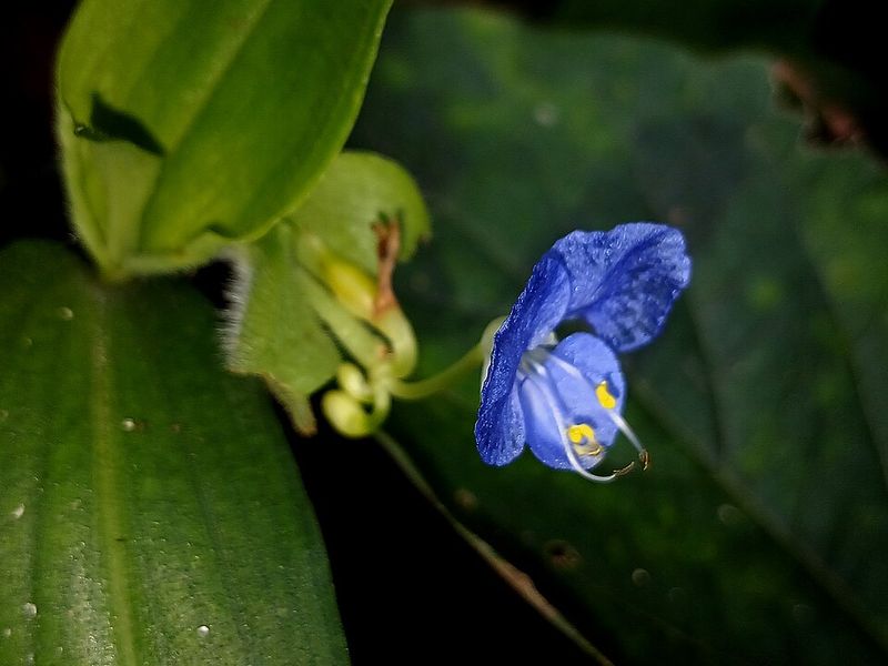 The Early Clock Behind Those Fading Petals