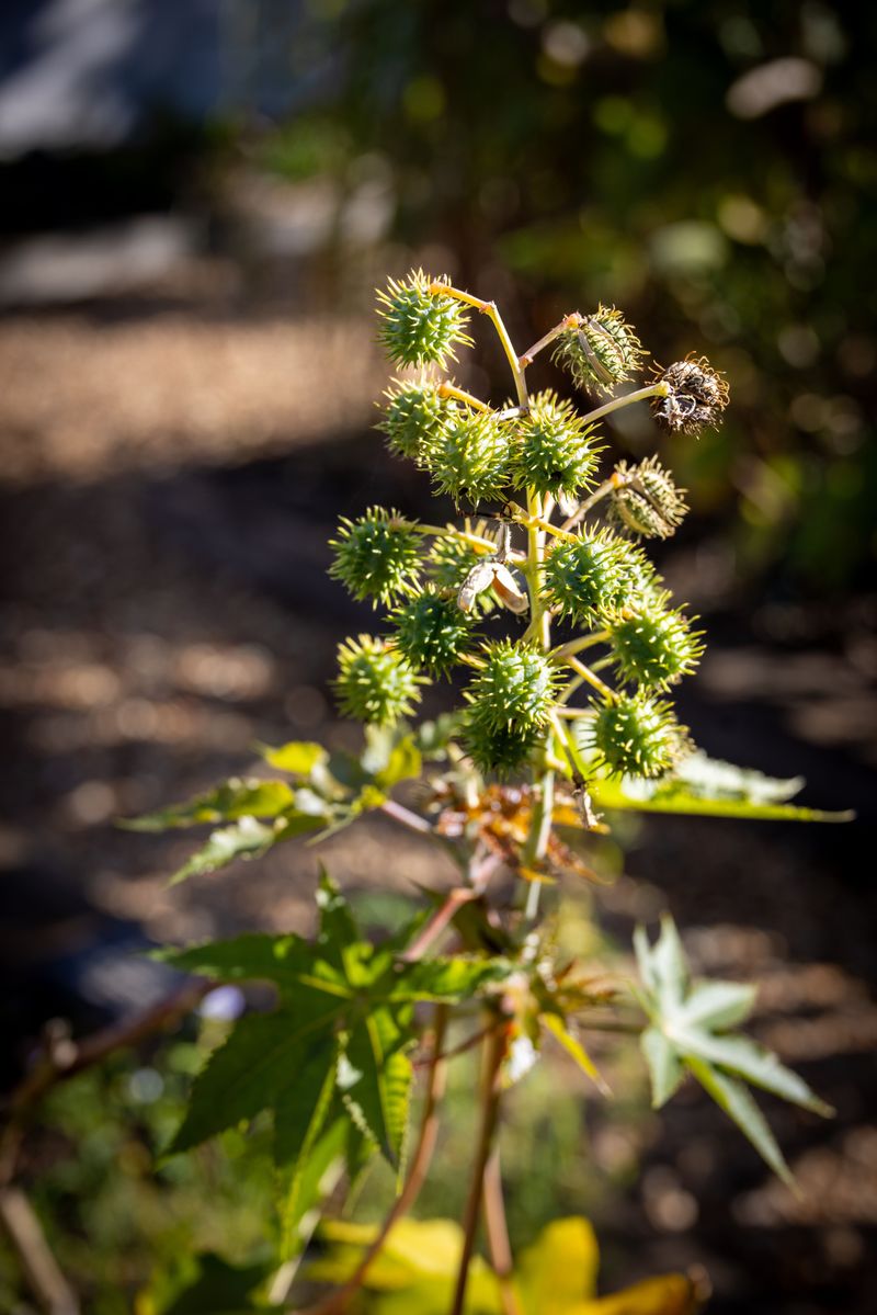 The Earthy Funk Of Castor Oil