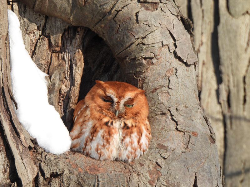 The Eastern Screech Owl Is One Of Ohio’s Most Common Owls