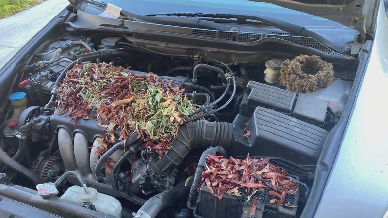 The Engine Bay Under Your Hood The Engine Bay Under Your Hood