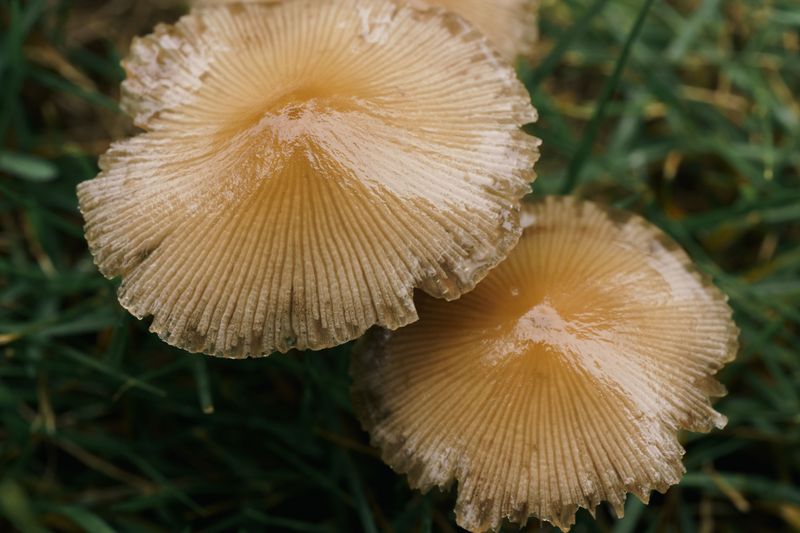 The Fiber Cap With Its Silky Split Edges The Fiber Cap With Its Silky Split Edges