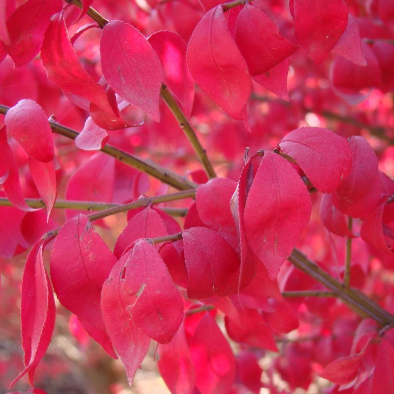 The Fiery Shrub Is Burning Bush