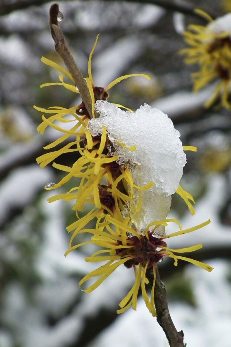 The Flowers Stay Open For Pollinators For Weeks