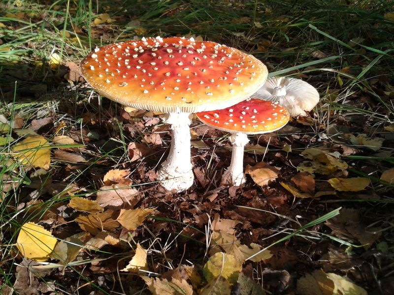 The Fly Agaric With Its Warty Spotted Cap The Fly Agaric With Its Warty Spotted Cap