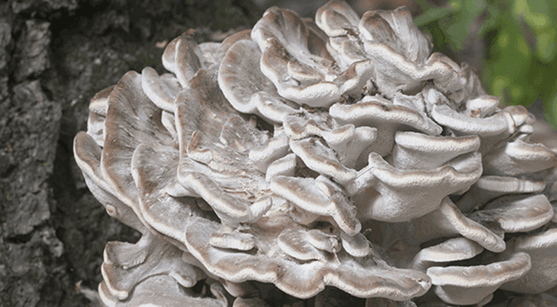 The Frilly Gray Rosettes Have A Funny Name