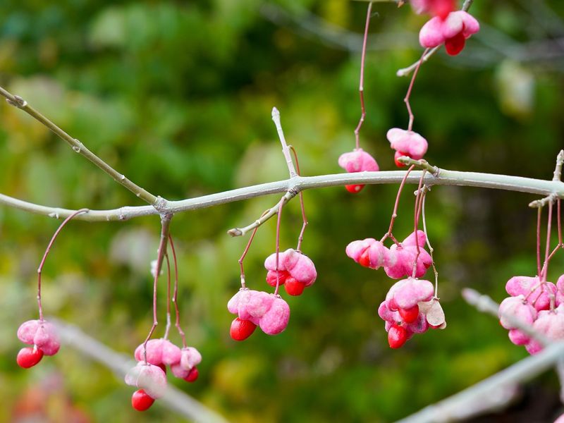 The Fruit Can Hang On Into Winter