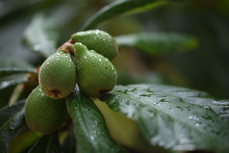 The Fruit Develops Slowly Through Winter