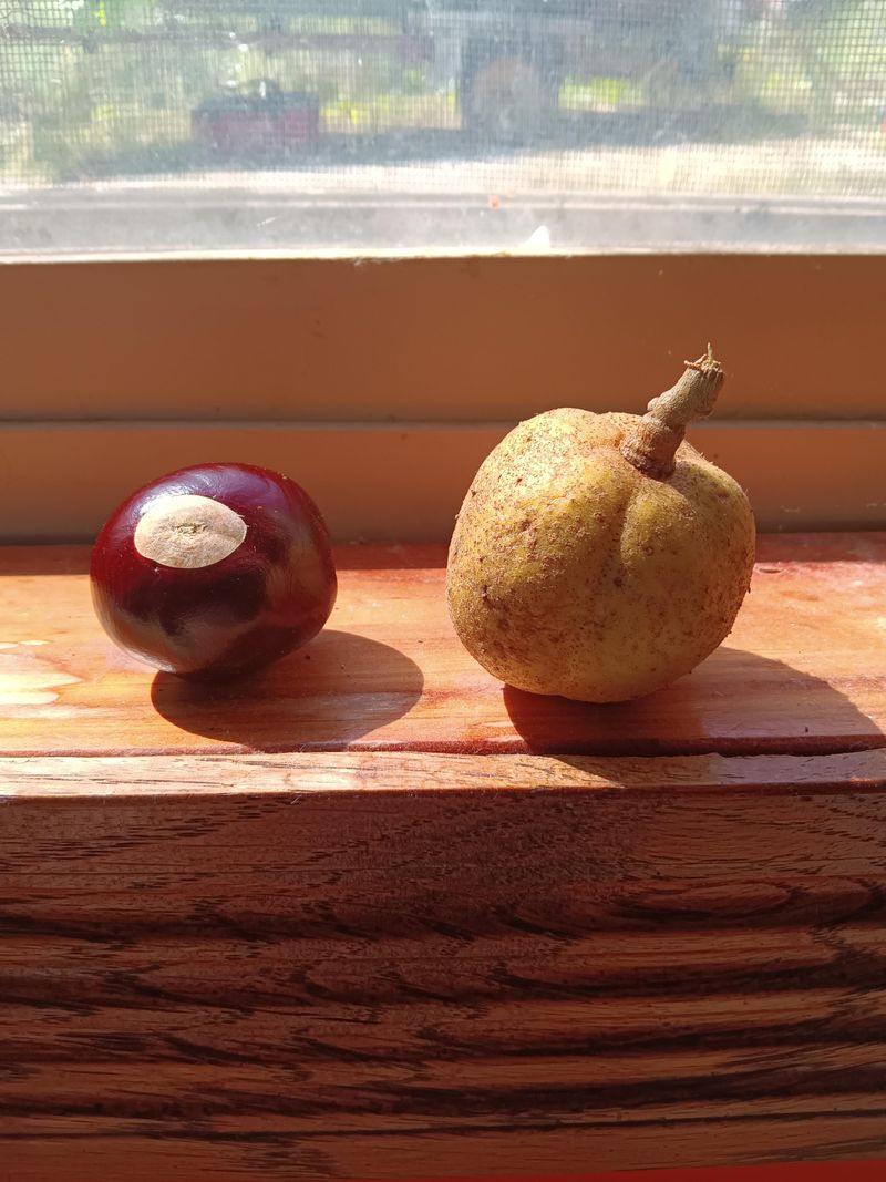 The Fruit Is A Smooth Pear Shaped Capsule The Fruit Is A Smooth Pear Shaped Capsule