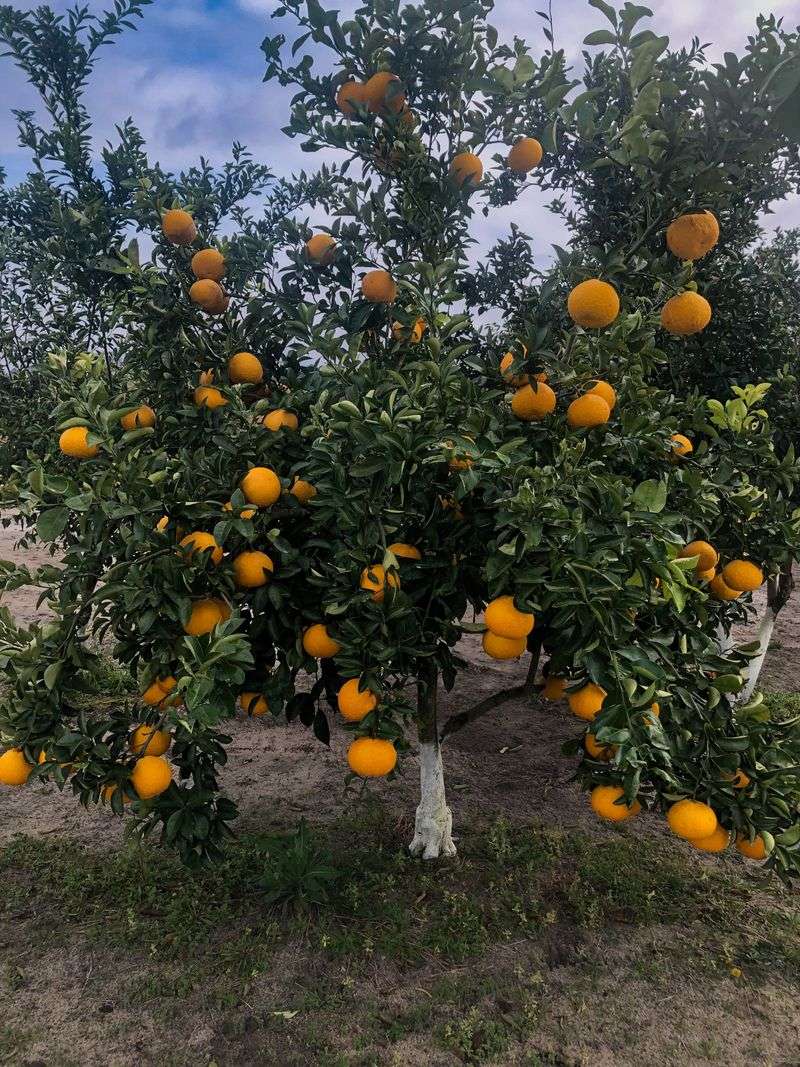 The Fruit Usually Handles A Light Frost