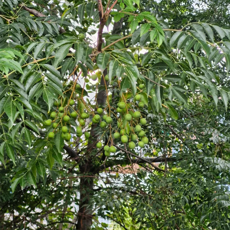 The Fruits Can Poison Pets And Livestock If Swallowed