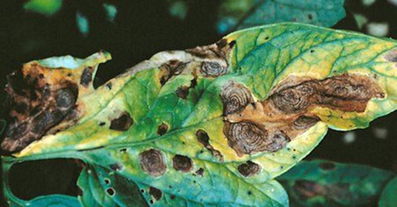 The Fungus Behind Rings On Lower Leaves