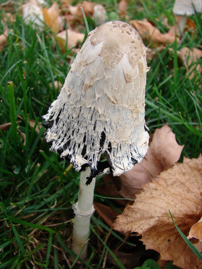 The Fungus Behind The Inky Mess The Fungus Behind The Inky Mess