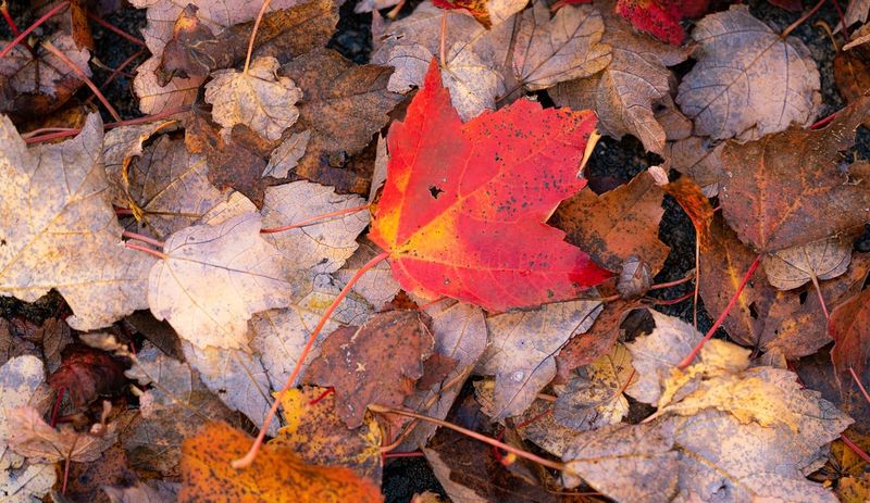 The Fungus Sleeps In Last Year’s Fallen Leaves The Fungus Sleeps In Last Year’s Fallen Leaves