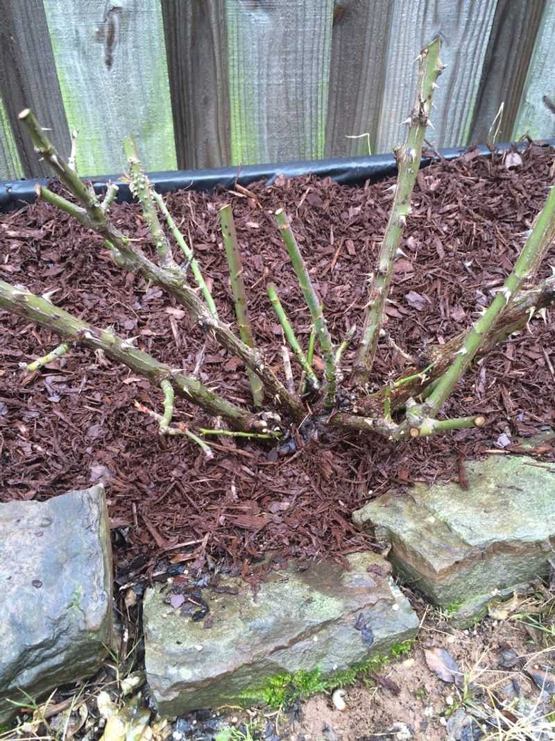 The Fungus Survives Winter On Fallen Leaves And Canes