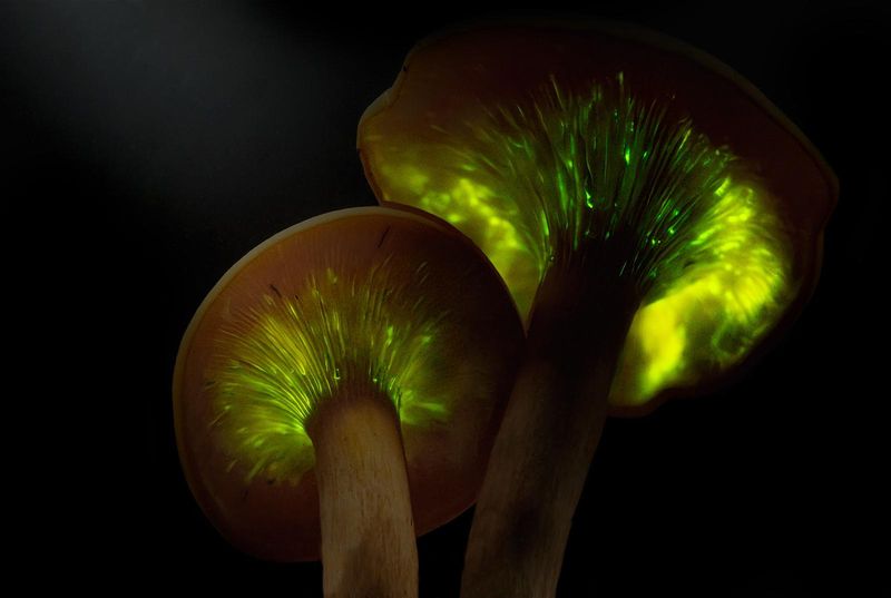 The Gills Really Do Glow In The Dark The Gills Really Do Glow In The Dark