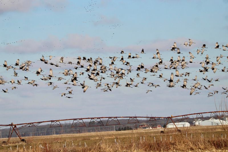 The Great Lakes Flyway Route