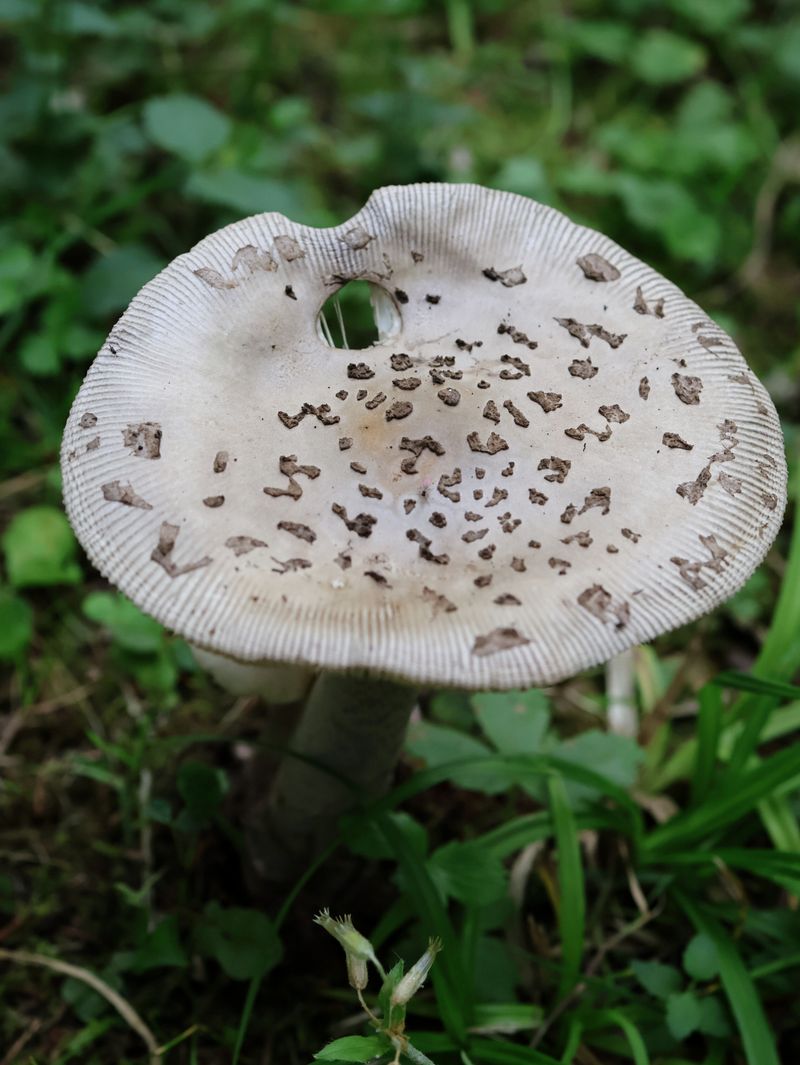 The Green-Spored Parasol With Its Grayish Green Gills The Green-Spored Parasol With Its Grayish Green Gills