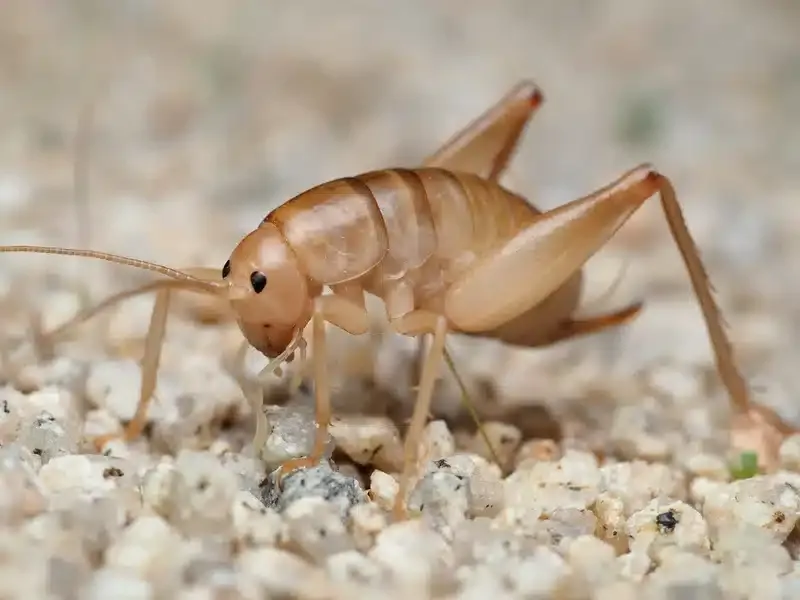 The Greenhouse Camel Cricket Arrived From Asia