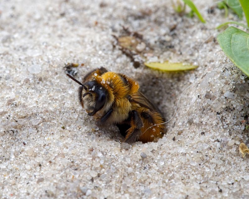 The Ground-Nesting Bee The Ground-Nesting Bee