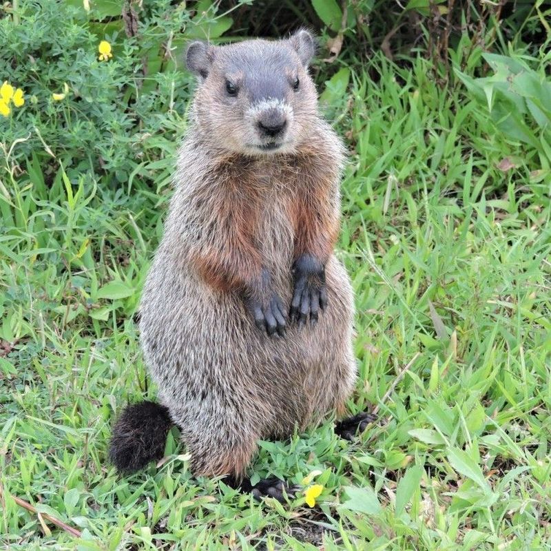 The Groundhog Storing Fat For Winter Sleep