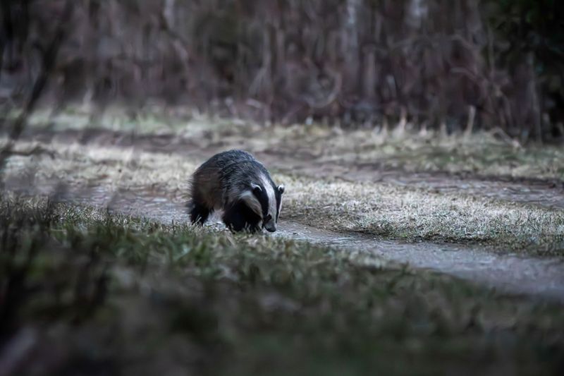 The Grub-Hunting Skunk The Grub-Hunting Skunk