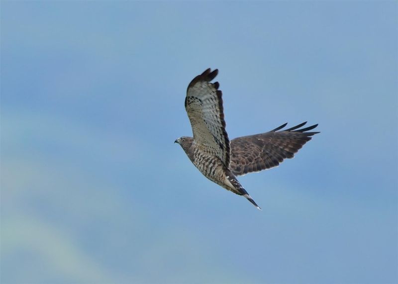 The Hawk Is Protected By Law The Hawk Is Protected By Law