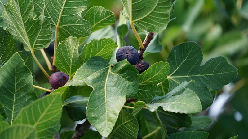 The Healthiest Leaves To Select From Each Branch
