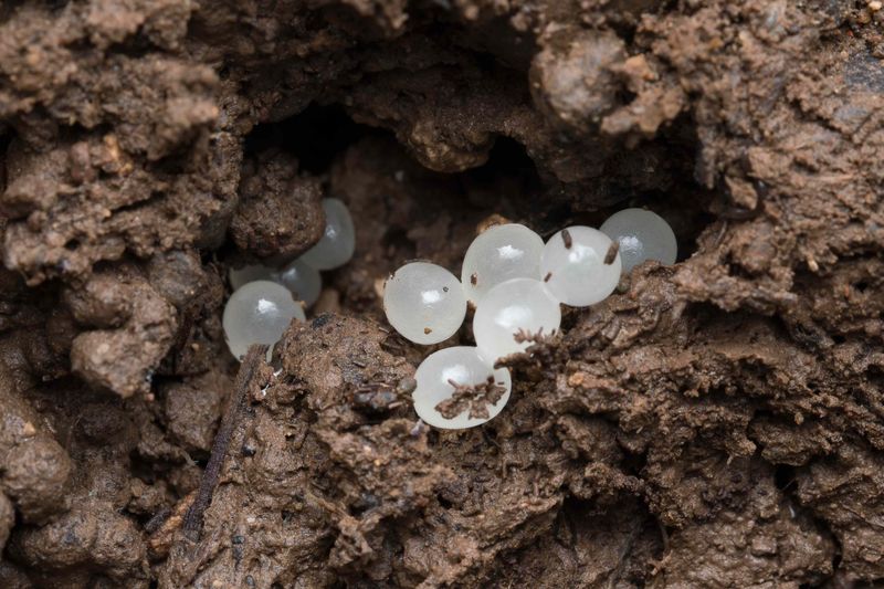 The Hidden Egg Clusters In Soil The Hidden Egg Clusters In Soil