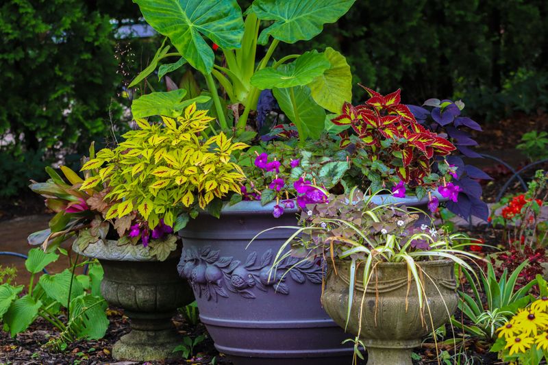 The Hidden Hitchhikers Hiding In Summer Pots