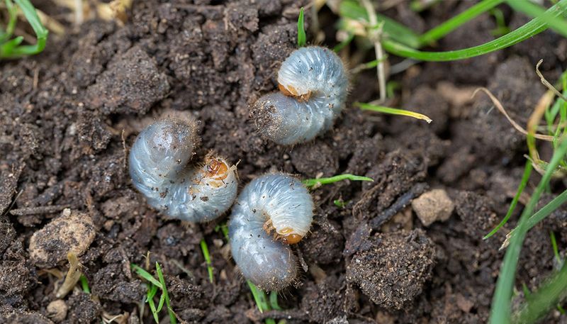 The Hidden Lawn Pest The Hidden Lawn Pest
