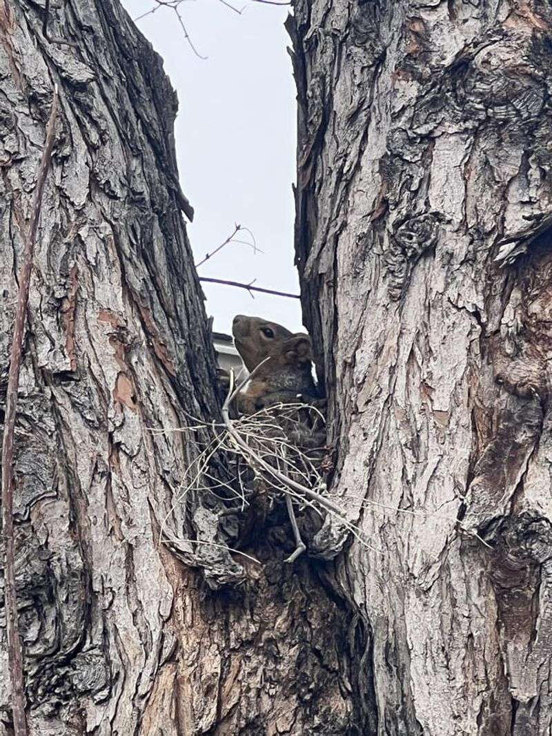 The Inside Is Lined With Shredded Bark And Grass