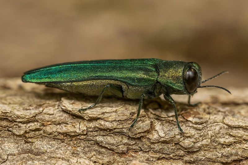 The Invasive Tree Destroyer
