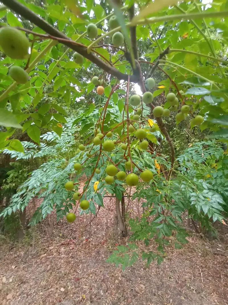 The Invasive Tree Hiding In Plain Sight The Invasive Tree Hiding In Plain Sight