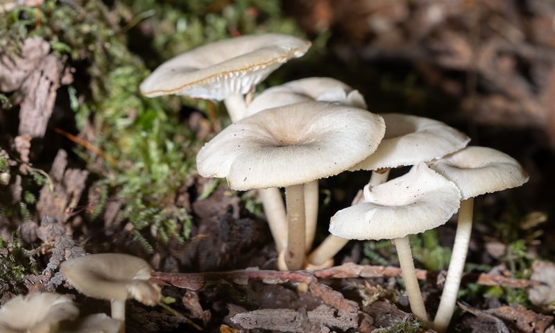 The Ivory Funnel With Its Chalky White Top The Ivory Funnel With Its Chalky White Top