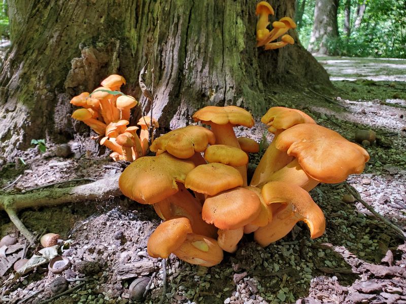 The Jack-O’-Lantern With Its Orange Clusters And Glowing Gills The Jack-O’-Lantern With Its Orange Clusters And Glowing Gills