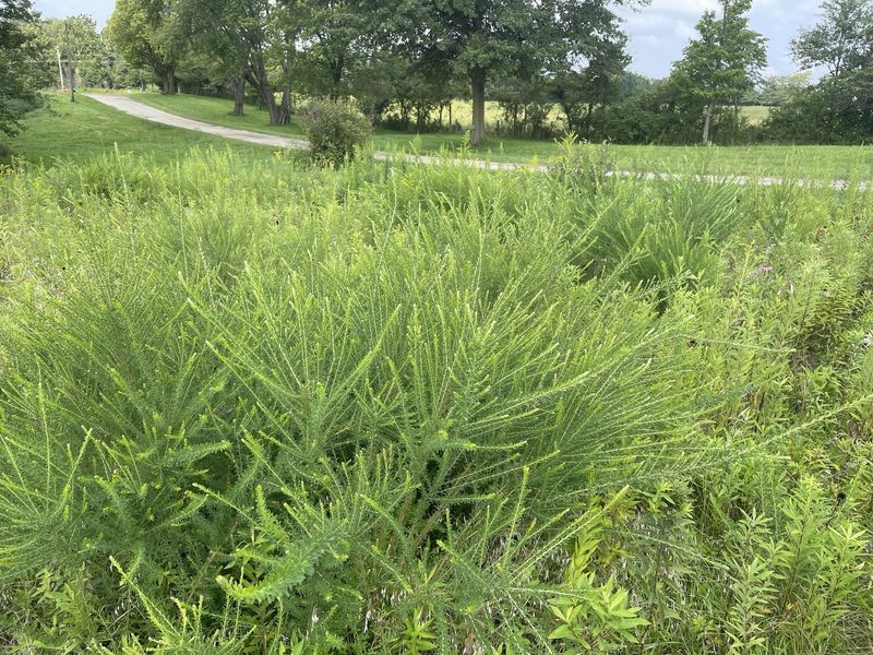 The Late Mowing Mistake