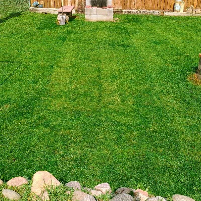 The Late October Gamble With Ryegrass
