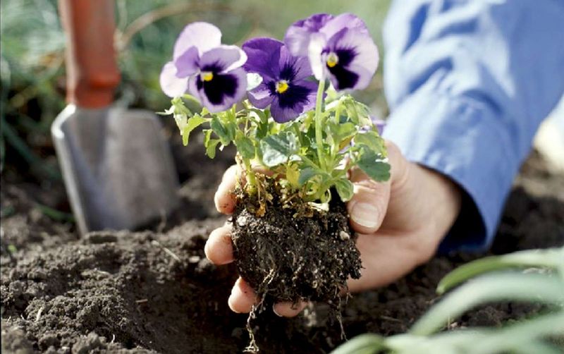 The Late Planting Mistake