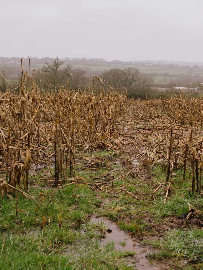 The Late Planting That Can Push Harvest Into Muddy Weeks