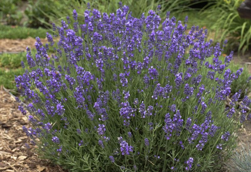 The Lavender Varieties That Handle Pennsylvania Winters Best