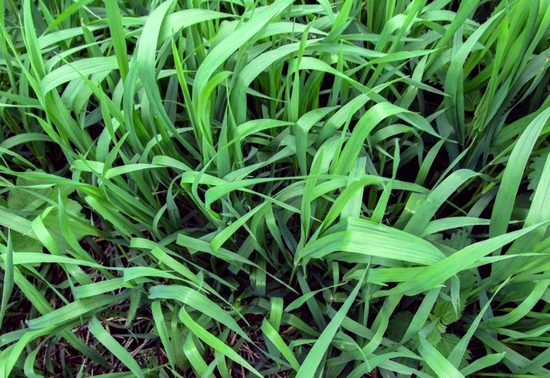 The Lawn Invader That Won't Let Go The Lawn Invader That Won't Let Go