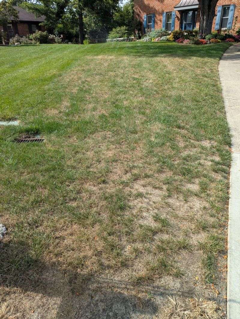 The Lawn Looks Dry Even After Watering