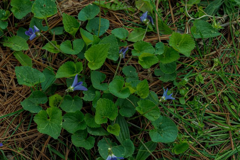 The Lawn Weed Behind Those Little Green Hearts