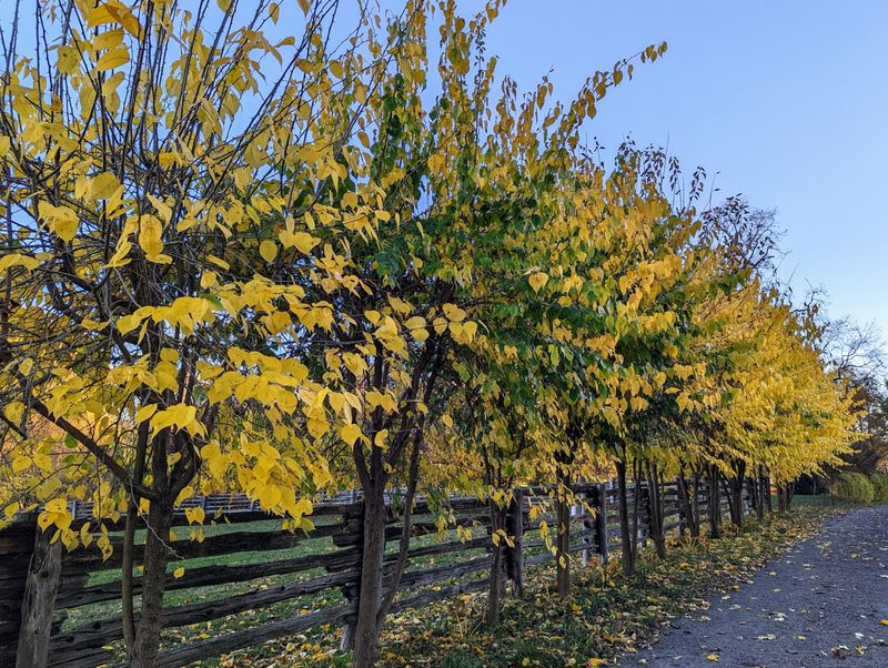 The Leaves Turn Bright Yellow In Fall The Leaves Turn Bright Yellow In Fall