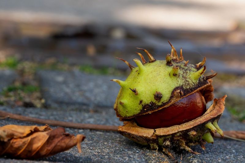 The Lookalike Mistake With Horse Chestnuts